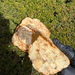 Close-up of Vietnamese Seasoned Leatherjacket Fish Jerky showing tender chewy texture and authentic Vietnamese seasoning