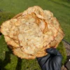 Vietnamese Leatherjacket Fish Jerky