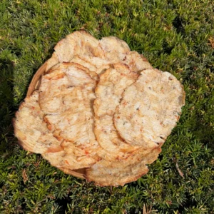 Close-up of Vietnamese Seasoned Leatherjacket Fish Jerky showing tender chewy texture and authentic Vietnamese seasoning