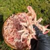 Vietnamese Shredded Squid Coconut Water 200g