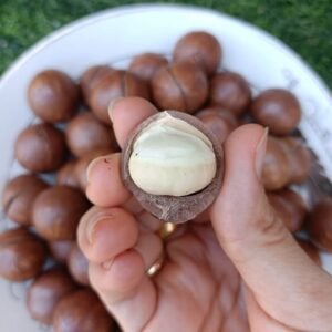 Vietnamese Macadamia Nut in Shell with Creamy Kernel