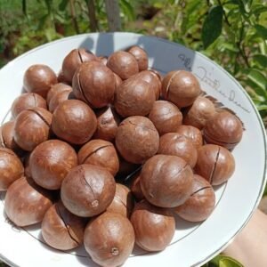 Vietnamese Macadamia Nuts in Shell from Dak Lak Vietnam