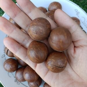 Dak Lak Roasted Macadamia Nuts in Natural Shell