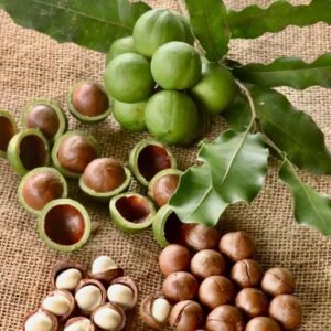Vietnamese Macadamia Nuts from Fresh Fruit to Kernel