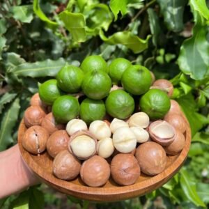 Vietnamese Macadamia Nuts in Shell